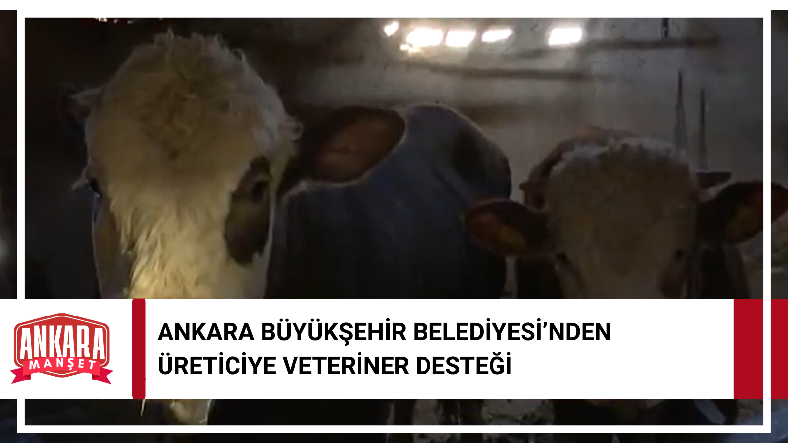 Ankara Büyükşehir Belediyesi’nden Üreticiye Veteriner Desteği