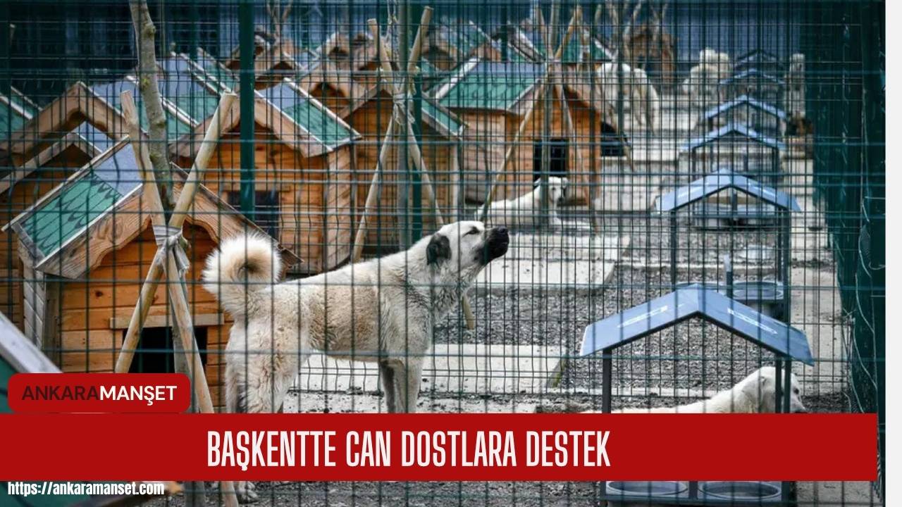 ABB 8 milyonu aşkın sokak hayvanına veterinerlik hizmeti sundu