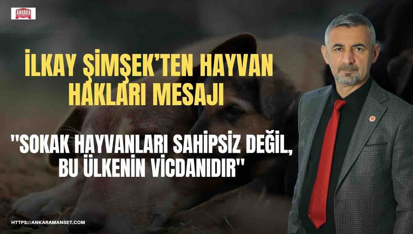 İlkay Şimşek: Sokak Hayvanları Sahipsiz Değil Bu Ülkenin Vicdanıdır